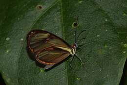 Image of <i>Ithomia pseudoagalla</i>