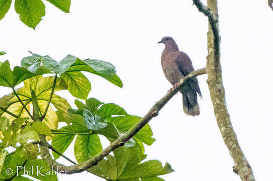 صورة Patagioenas cayennensis (Bonnaterre 1792)