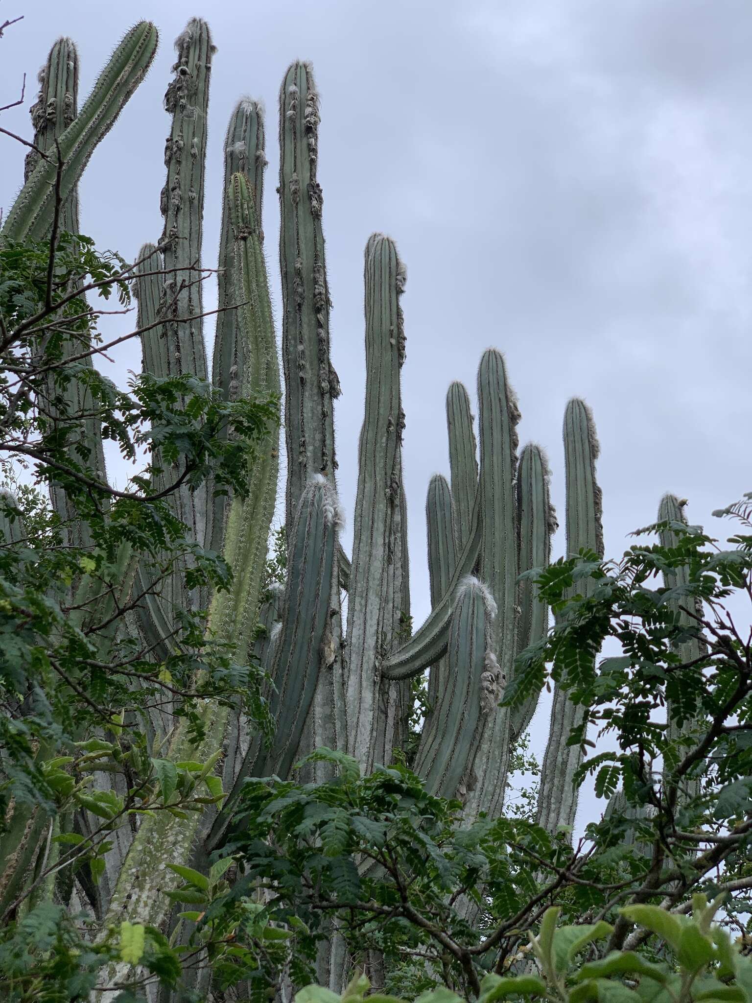 Imagem de Pilosocereus ulei (K. Schum.) Byles & G. D. Rowley