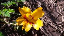 Imagem de Cochlospermum wrightii (A. Gray) Byng & Christenh.