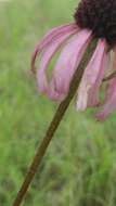Image of Topeka purple coneflower
