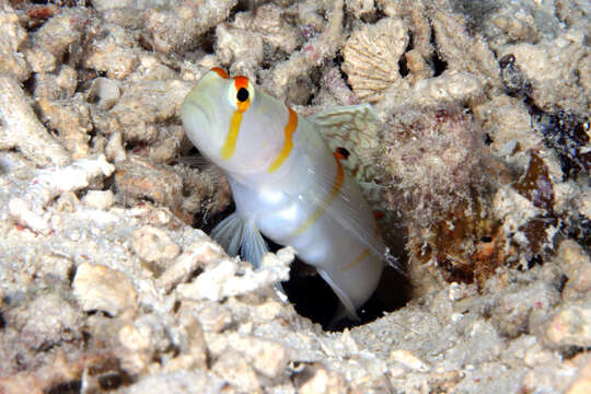 Image of Randall's prawn goby