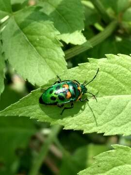 Image of <i>Scutiphora pedicellata</i>