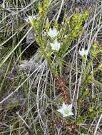 Image of Sprengelia sprengelioides (R. Br.) Druce