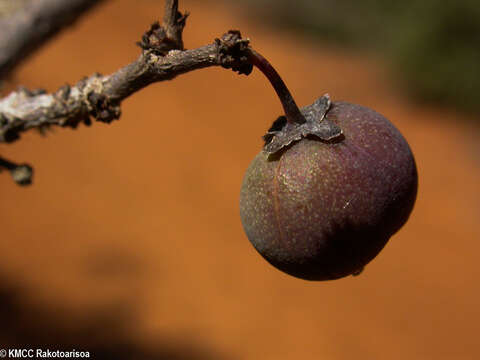 Image de Margaritaria decaryana (Leandri) G. L. Webster