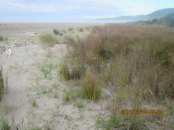 Image of Juncus kraussii Hochst.