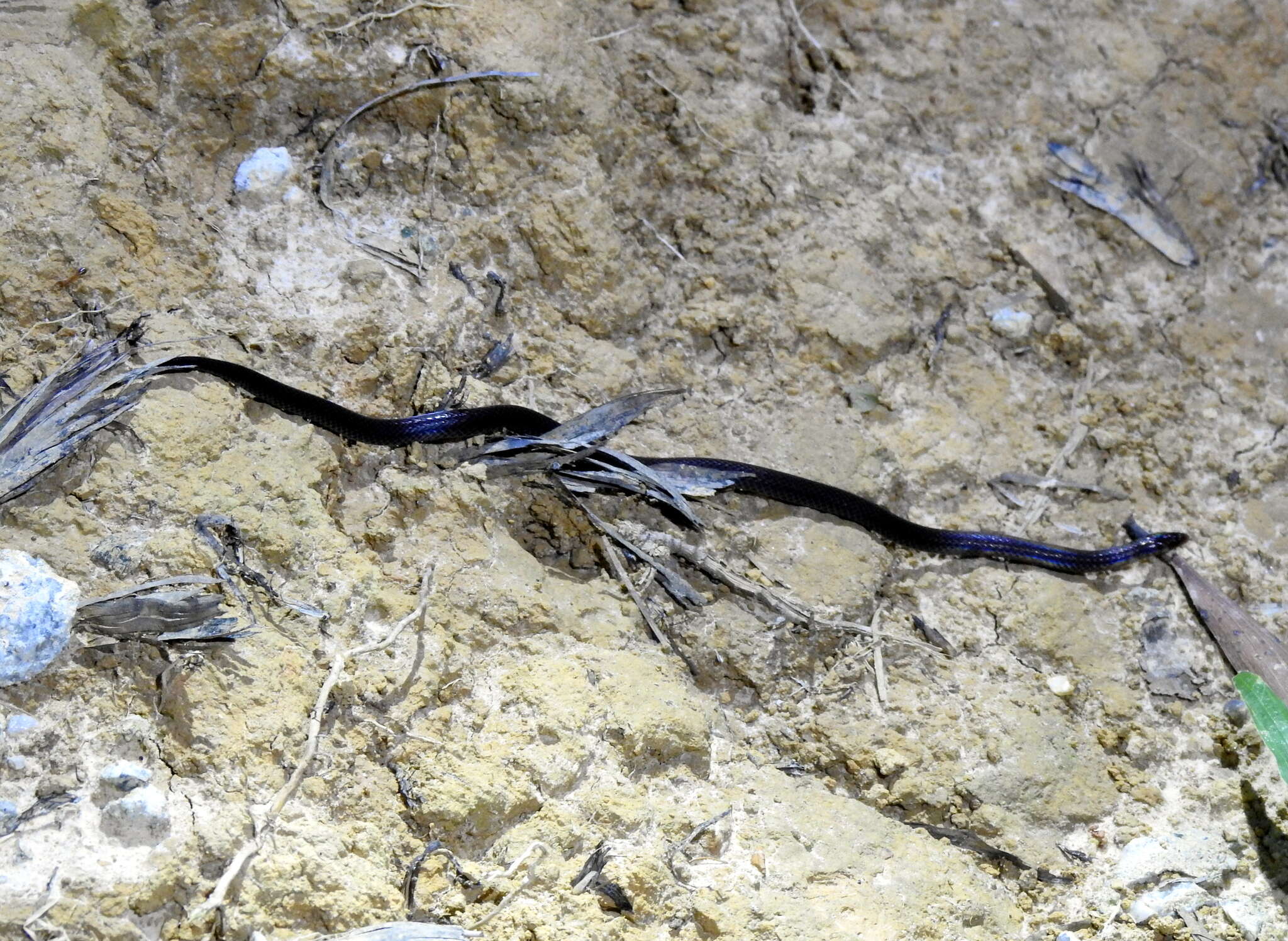 Image of Cantor's Dwarf Reed Snake