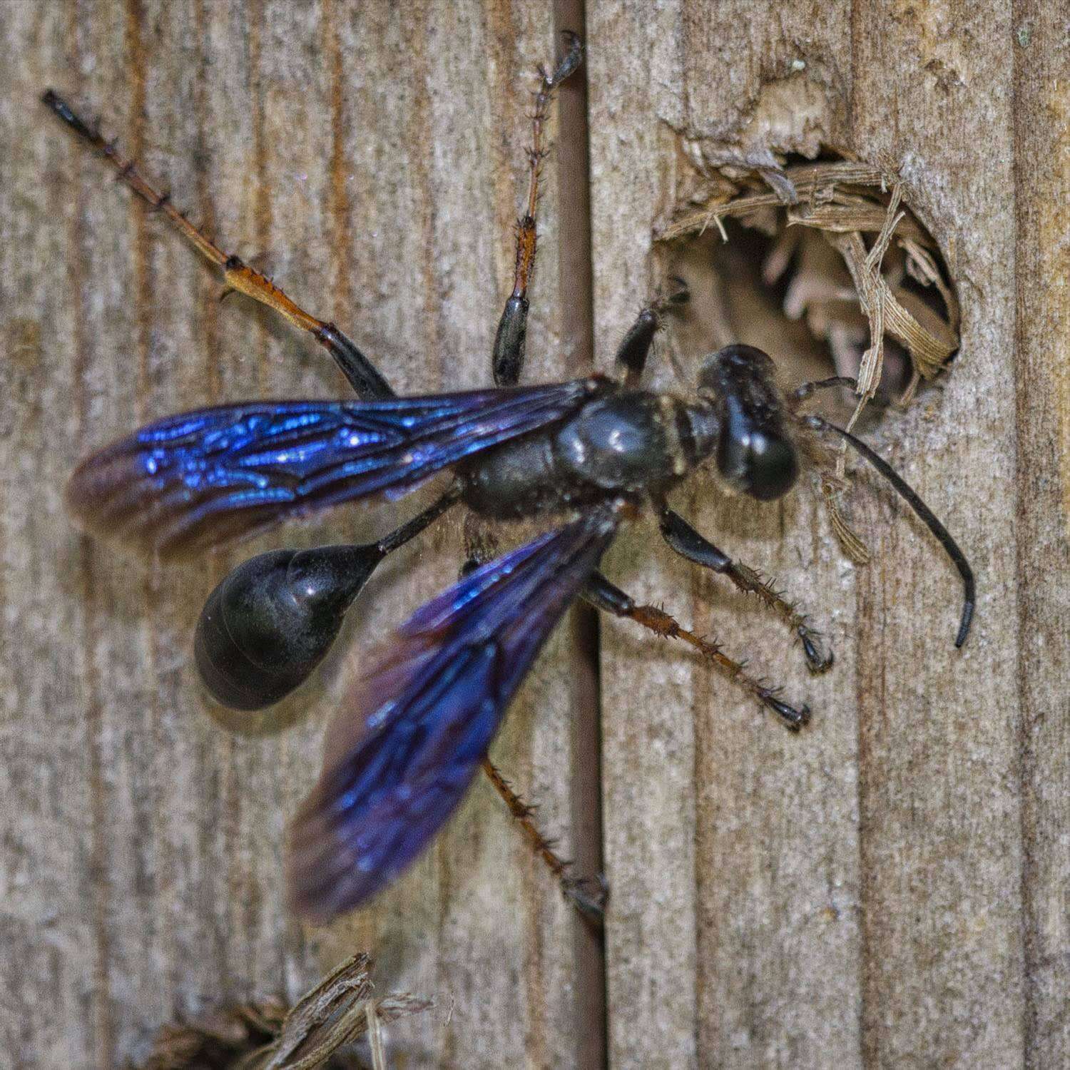 Image of Brown-legged Grass-carrier