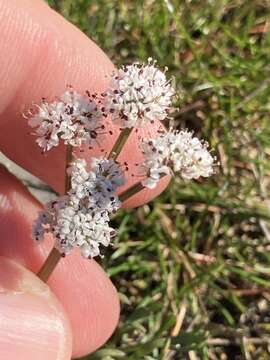 Image of Indian biscuitroot