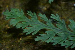 Imagem de Hymenophyllum acutum (C. Presl) Ebihara & K. Iwats.