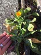 Image of pot marigold