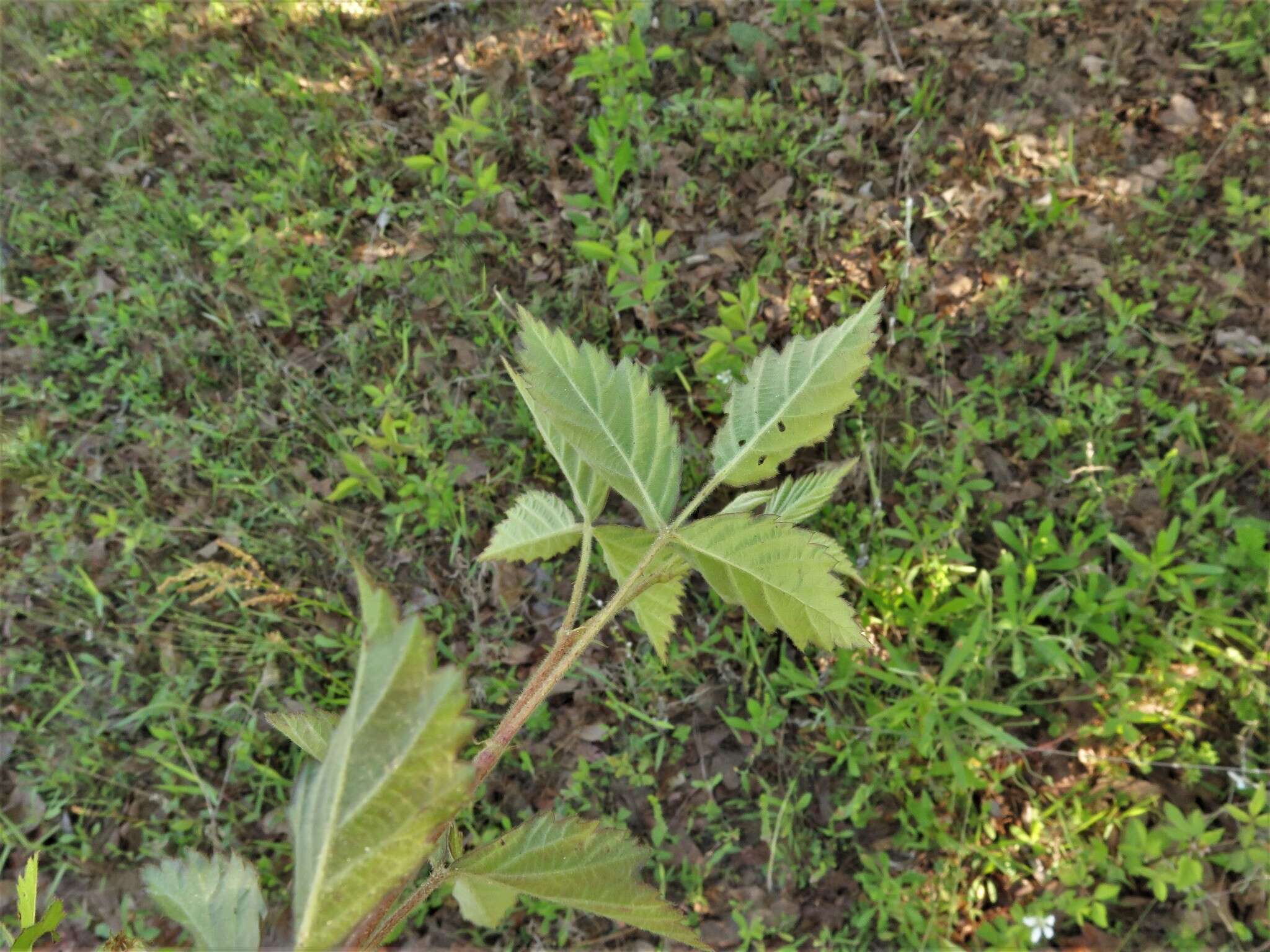 Image of northern dewberry