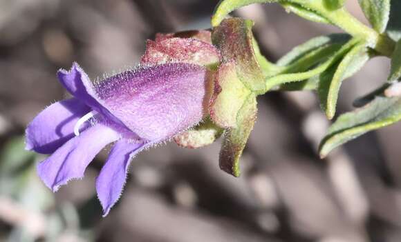 صورة Eremophila georgei Diels