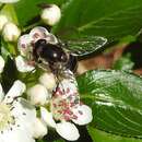 صورة Eristalis cryptarum (Fabricius 1794)