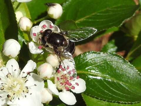 صورة Eristalis cryptarum (Fabricius 1794)