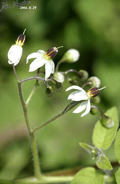 Image of Solanum lyratum Thunb.