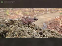 Image of Whistling Chirping Frog