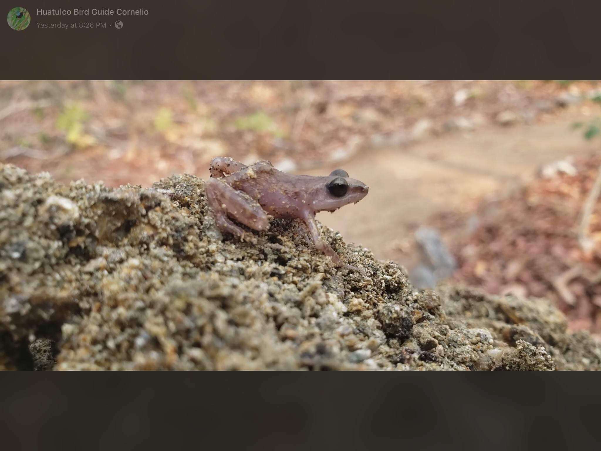 صورة Eleutherodactylus pipilans (Taylor 1940)