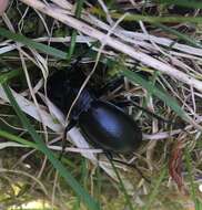 Image of Violet Ground Beetle