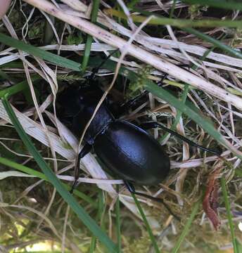 Image of Violet Ground Beetle