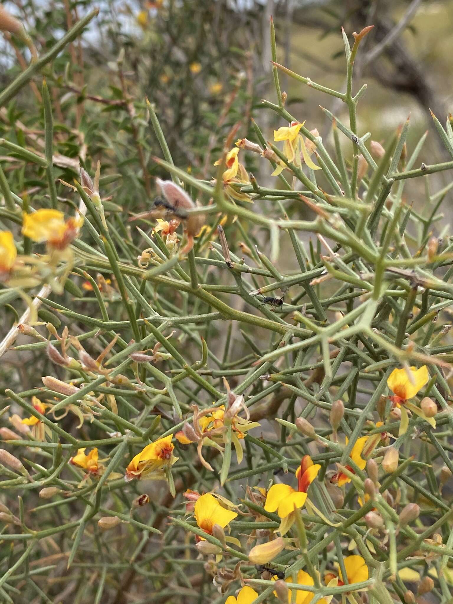 Image of Jacksonia spinosa (Labill.) Sm.