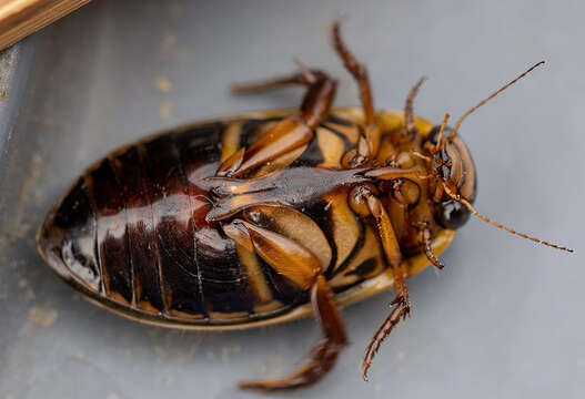 Image of Giant green water beetle