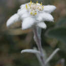 Plancia ëd Leontopodium nivale subsp. alpinum (Cass.) Greuter