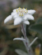 Sivun Leontopodium nivale subsp. alpinum (Cass.) Greuter kuva