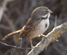 Image of Sagebrush Sparrow