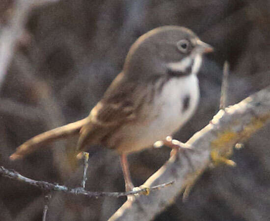 Image of Sagebrush Sparrow