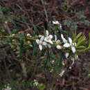 Image of Tasmanian wax-flower