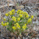 Helianthemum squamatum (L.) Pers. resmi