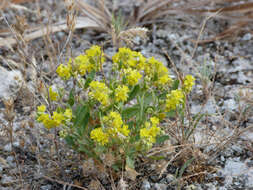 Image of Helianthemum squamatum (L.) Pers.