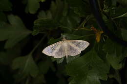 Image of Patania ruralis (Scopoli 1763)