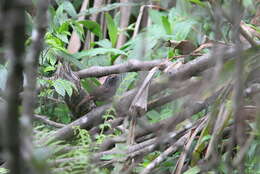 Image of Cachar Wedge-billed Babbler