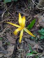 Image of Colchicum luteum Baker