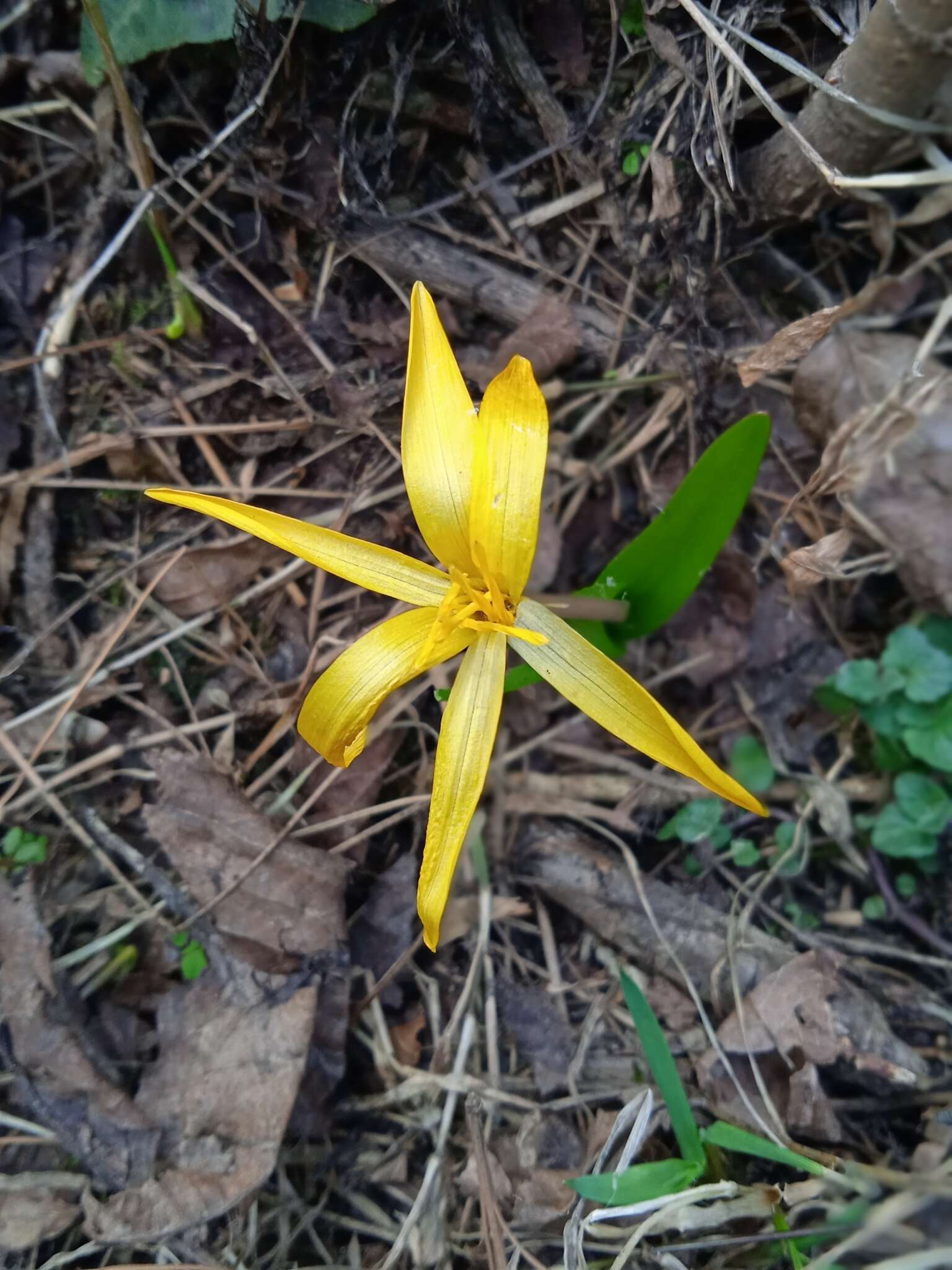 Colchicum luteum Baker Encyclopedia of Life