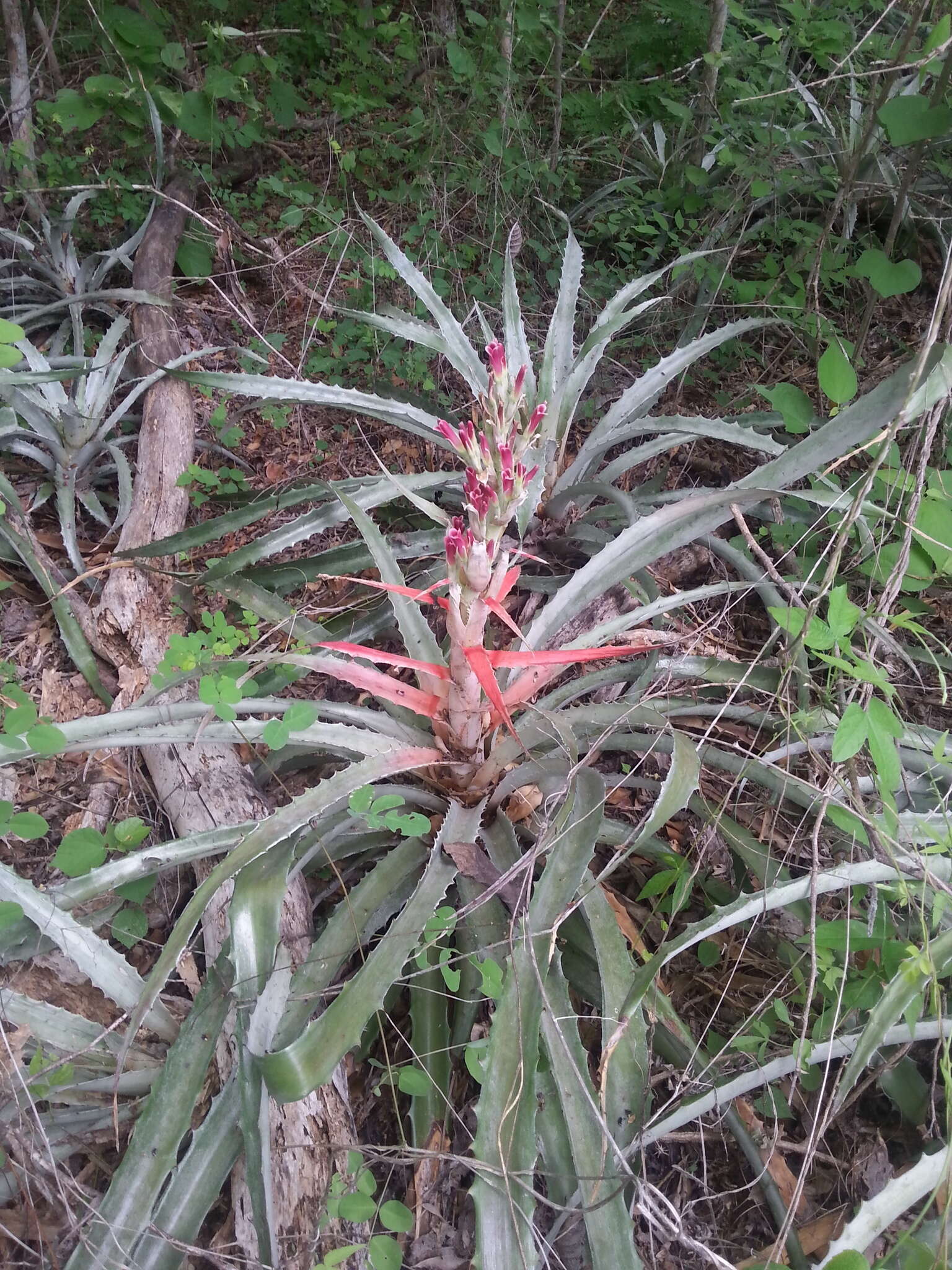 Plancia ëd Bromelia pinguin L.