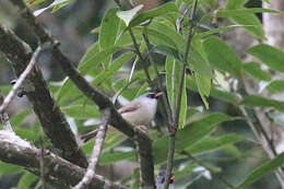 Image of Black-chinned Yuhina