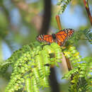 Sivun Danaus (Anosia) erippus Cramer 1775 kuva