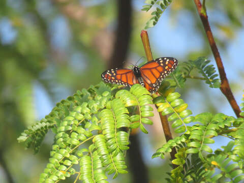 Plancia ëd Danaus (Anosia) erippus Cramer 1775