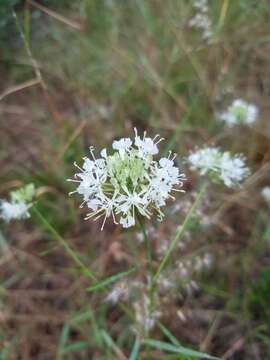 Image of Carter's mustard