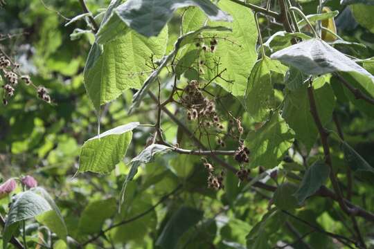 Sivun Heliocarpus terebinthinaceus (DC.) Hochr. kuva