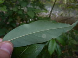 Image of Pacific Willow