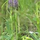 Dactylorhiza majalis subsp. baltica (Klinge) H. Sund.的圖片