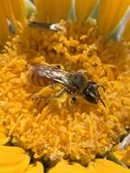 Image of Andrena balsamorhizae La Berge 1967