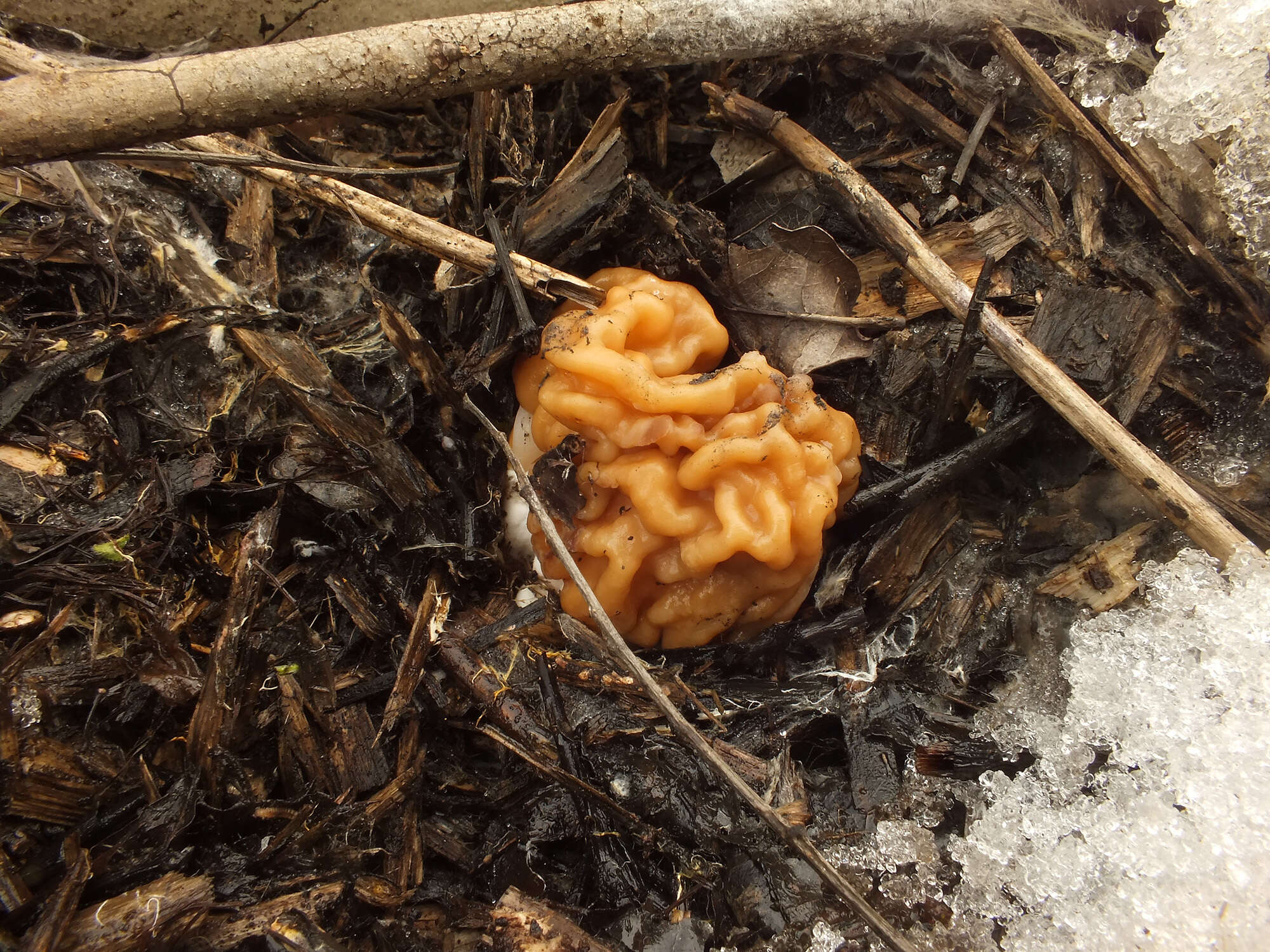 Image of bull-nose false morel