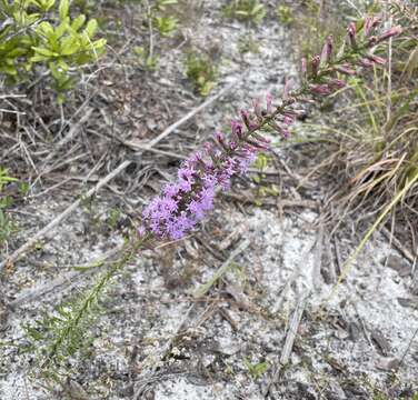 Liatris provincialis Godfrey resmi