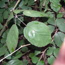 Image of largeleaf blackberry