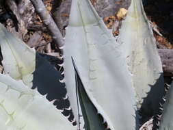 Image de Agave titanota Gentry